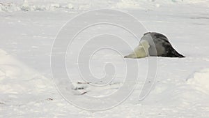 Newborn seal near mother on ice White Sea in Russia.