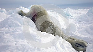 Newborn Seal Pup In Ice And Snow In Search Of Mom