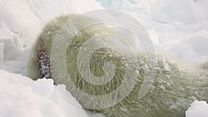 Newborn seal on snow White Sea in Russia.