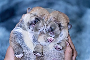 Newborn Shiba inu puppy. Two Shiba inu dog on hand. Puppy on gray carpets. Holding Puppy on hand