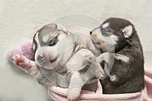 Newborn Siberian Husky puppy age of 1 days. Husky Dog Breeding. Concept of veterinary medicine, zoo clinic, veterinary clinic. Dog