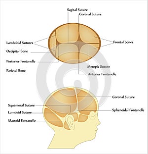 Neonato cranio 