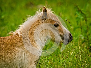 A newborn small chestnut foal of a shetland pony is tasting a little bit of grass, a cute and georgous portrait