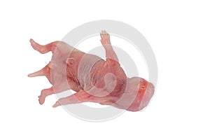Newborn small Roborovski hamster baby, Baby Hamster,