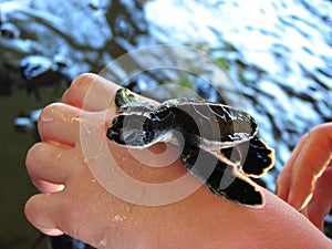 Newborn small turtle on a hand