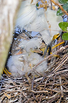 Newborn Snowy Egret Chicks Dazed And Crying