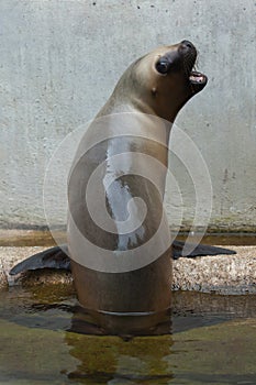 Newborn South American sea lion Otaria flavescens