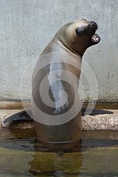 Newborn South American sea lion Otaria flavescens