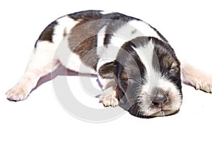 Newborn Spotted Dog isolated on white background