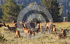 Newborn spotted elk calves and mothers photo