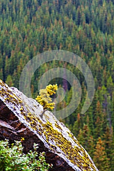 Newborn Spruce Tree Growing in Tough Places