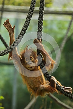 Newborn Sumatran orangutan Pongo abelii photo