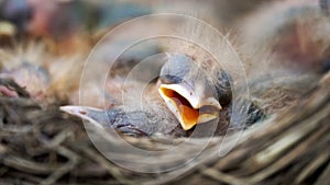 Newborn thrush`s nestlings are sleeping in a nest