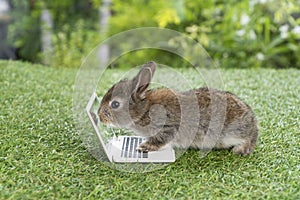 Newborn tiny brown bunny with small laptop sitting on the green grass. Lovely baby rabbit looking at notebook sceen on lawn