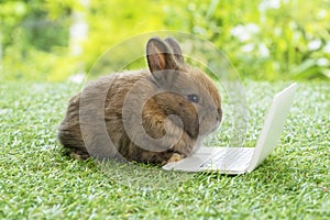 Newborn tiny brown white bunny with small laptop sitting on the green grass. Lovely baby rabbit looking at notebook on lawn
