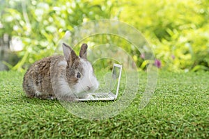 Newborn tiny brown white bunny with small laptop sitting on the green grass. Lovely baby rabbit looking at notebook on lawn