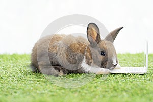 Newborn tiny brown white bunny with small laptop sitting on the green grass. Lovely baby rabbit looking at notebook on lawn white