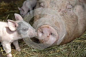 Newborn tiny pink cute piglet with mini nose kisses huge nose of mother pig