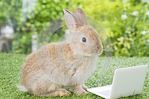 Newborn tiny rabbit bunny brown white with small laptop sitting on the green grass. Lovely baby rabbit looking at something on