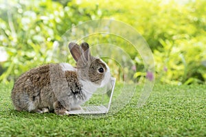 Newborn tiny rabbit bunny with small laptop sitting on the green grass. Lovely brown white baby rabbit looking at notebook on lawn