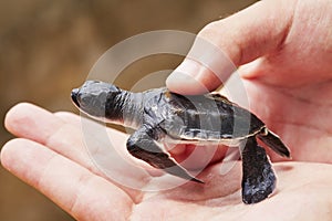 Newborn of turtle