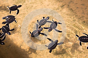 Newborn turtles in water, seaturtles Sri Lanka