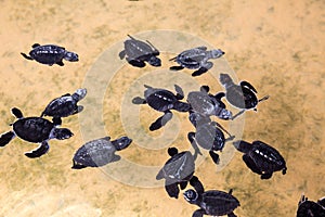 Newborn turtles in water, seaturtles Sri Lanka