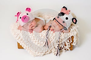 Newborn twin girls wearing pig and cow hats