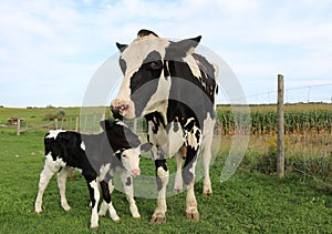 Holstein cow with her twin calves photo
