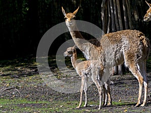 Newborn Vicugna Cria