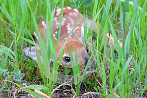 Newborn whitetail deer fawn