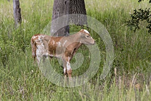 Newborn wild longhorn calf