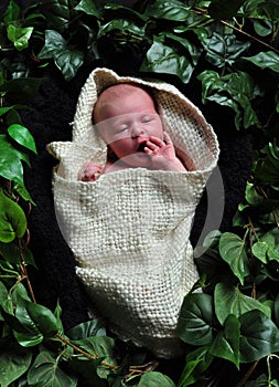 Newborn wrapped up, laid among leaves.