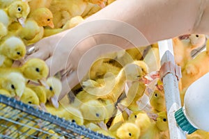 Newborn yellow babies ducklings drinking water from an automatic drinker. Agricultural business. Selling birds on local Farmer`s