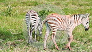 Newborn zebras, Kenya