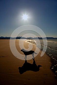 Newborough Beach and a dog