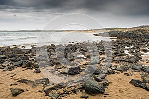 Newborough Warren and Ynys Llanddwyn was declared the first coastal National Nature Reserve in Wales in 1955. The Corsican pine