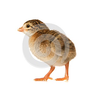 Newbown Guinea Fowl Keet photo