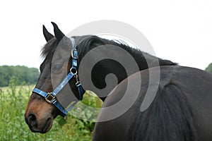 NewForest pony