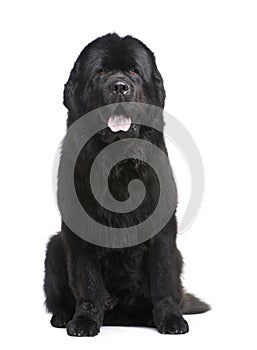 Newfoundland (3.5 years)