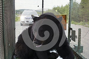 Newfoundland Black Bear