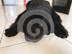 newfoundland black dog lies on the floor tiles looking straight at the camera photo