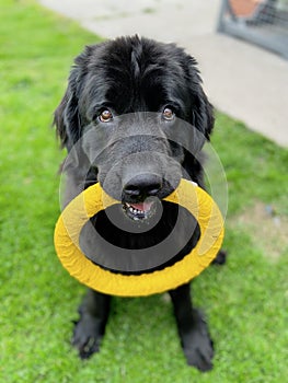 newfoundland black dog sitting down holds a yellow circle toy in its mouth waiting to play and looking at the camera photo