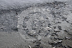 Newfoundland Caplin rolling onto the beach