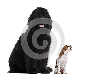 Newfoundland and Cavalier King Charles, isolated on white