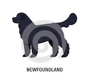 Newfoundland. Cute large working or rescue dog of long-haired breed isolated on white background. Stunning purebred