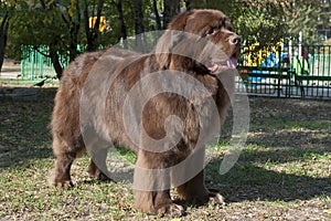 Newfoundland dog