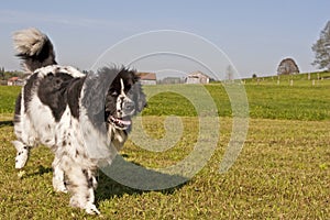 Newfoundland dog