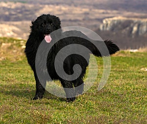 Newfoundland dog