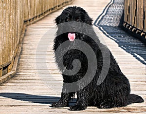 Newfoundland dog photo
